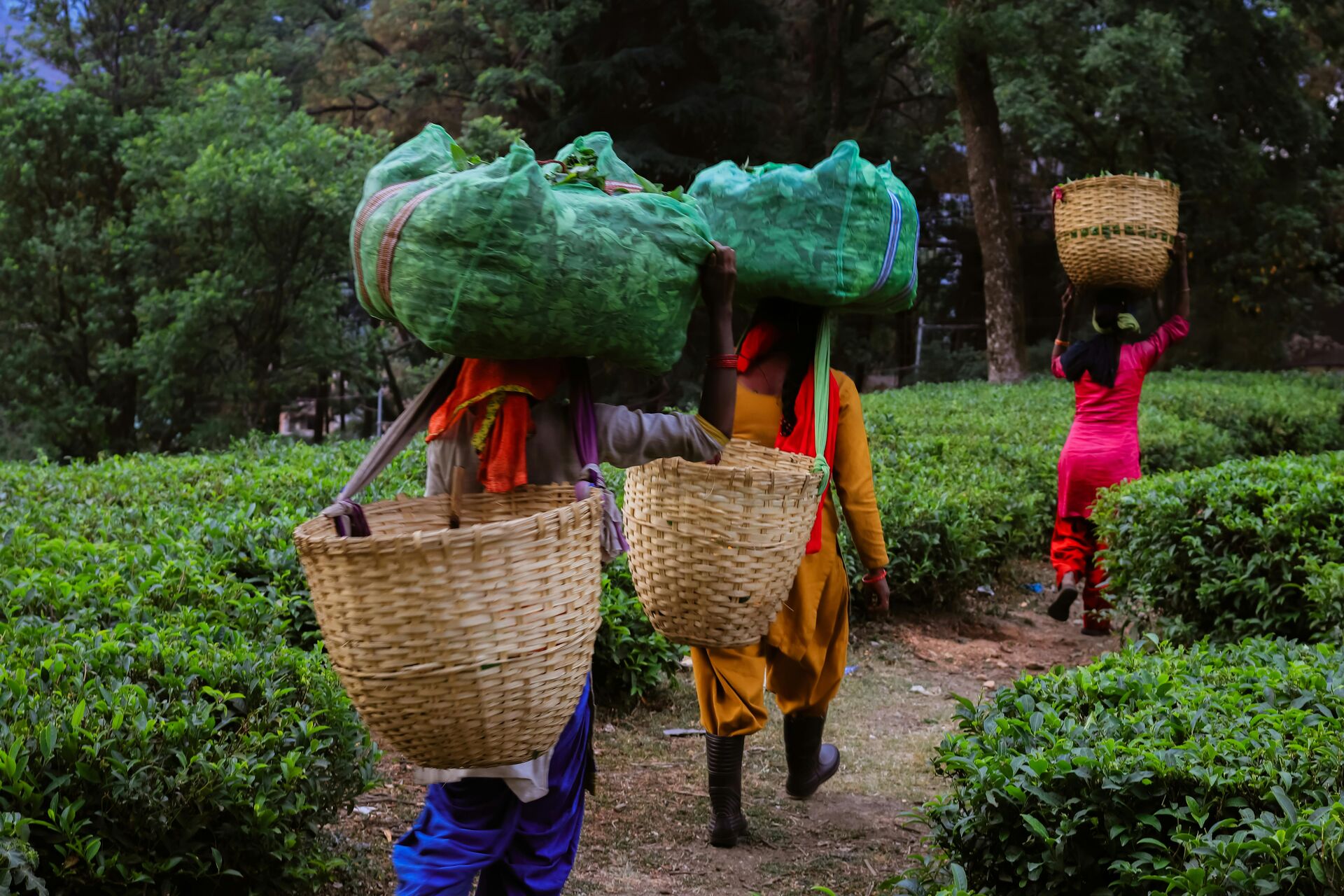 Smallholder farmers tending their crop